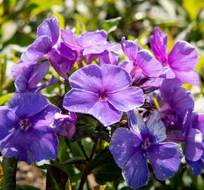 Plamenka latnatá 'Tenor' - Phlox paniculata 'Tenor'