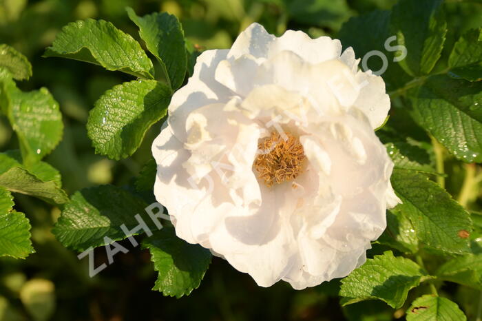 Růže svraskalá 'White Roadrunner' - Rosa rugosa 'White Roadrunner'