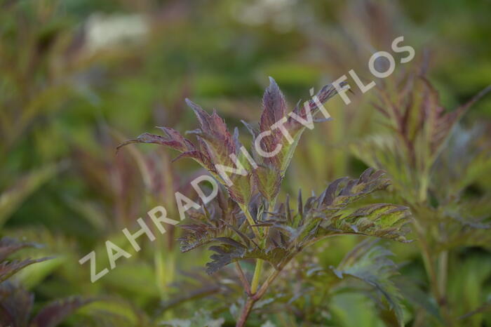 Bez černý 'Jonade' ('Serenade') - Sambucus nigra 'Jonade' ('Serenade')