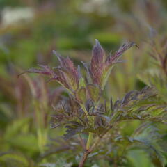 Bez černý 'Jonade' ('Serenade') - Sambucus nigra 'Jonade' ('Serenade')