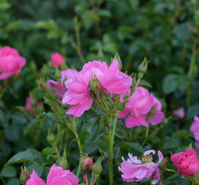 Růže mnohokvětá Meilland 'Magic Meidiland' - Rosa MK 'Magic Meidiland'