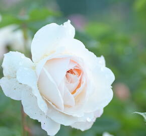 Anglická růže Davida Austina 'Crocus Rose' (Emanuel) - Rosa S 'Crocus Rose' (Emanuel)
