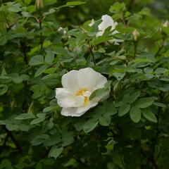 Růže parková 'Nevada' - Rosa S 'Nevada'