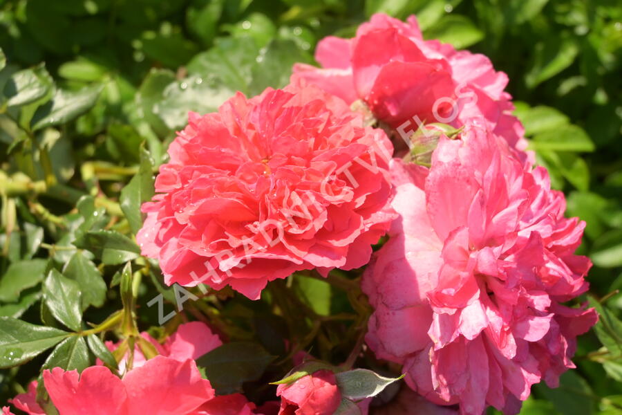 Růže pnoucí Kordes 'Rosarium Uetersen' - Rosa PN 'Rosarium Uetersen'