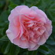 Růže mnohokvětá Kordes 'Sangerhäuser Jubiläums-Rose' ('Cervia') - Rosa MK 'Sangerhäuser Jubiläums-Rose' ('Cervia')