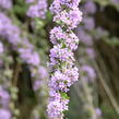 Motýlí keř, Komule střidavolistá - Buddleja alternifolia