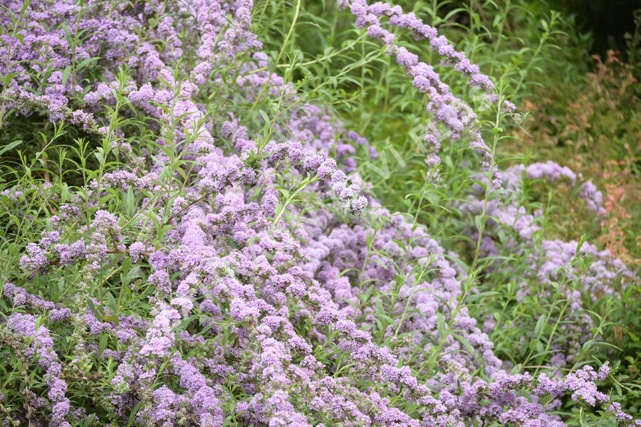 Motýlí keř, Komule střidavolistá - Buddleja alternifolia