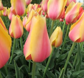 Tulipán 'Blushing Beauty' - Tulipa 'Blushing Beauty'