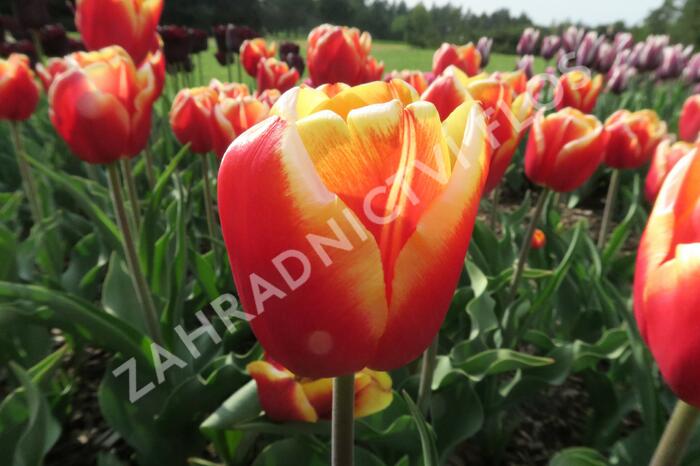 Tulipán Triumph 'Dow Jones' - Tulipa Triumph 'Dow Jones'