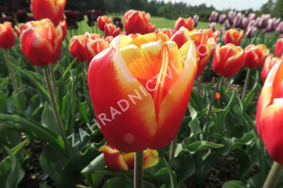 Tulipán Triumph 'Dow Jones' - Tulipa Triumph 'Dow Jones'