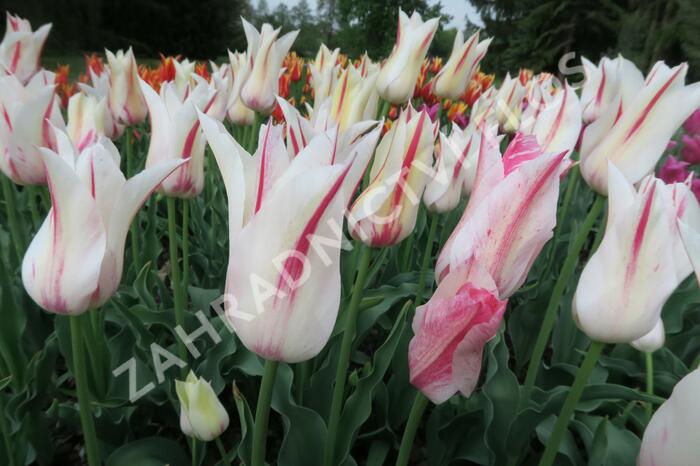 Tulipán liliovitý 'Marilyn' - Tulipa Lily Flowering 'Marilyn'