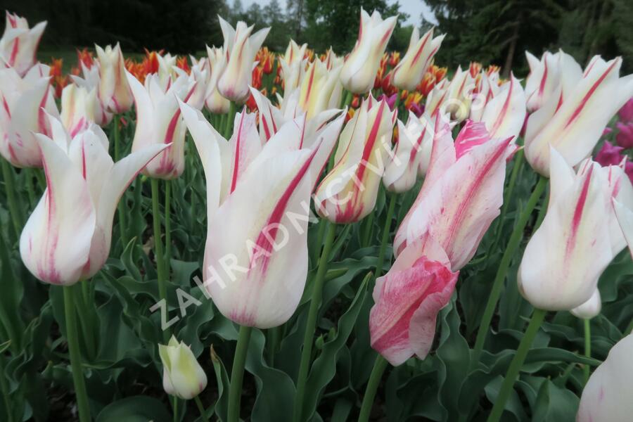 Tulipán liliovitý 'Marilyn' - Tulipa Lily Flowering 'Marilyn'