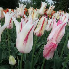 Tulipán liliovitý 'Marilyn' - Tulipa Lily Flowering 'Marilyn'