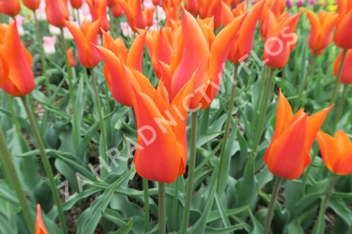 Tulipán liliovitý 'Ballerina' - Tulipa Lily Flowering 'Ballerina'