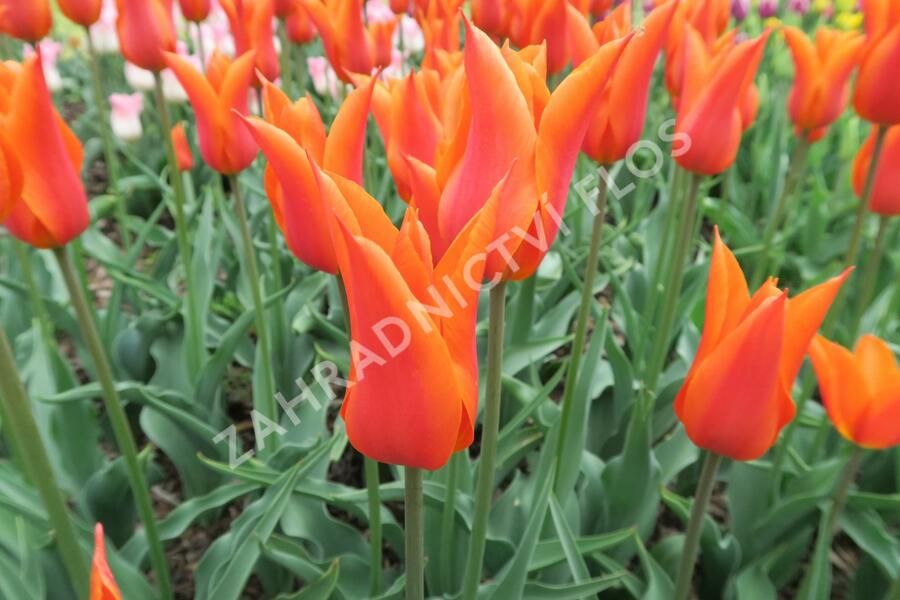 Tulipán liliovitý 'Ballerina' - Tulipa Lily Flowering 'Ballerina'