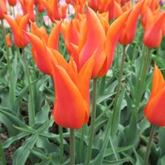 Tulipán liliovitý 'Ballerina' - Tulipa Lily Flowering 'Ballerina'