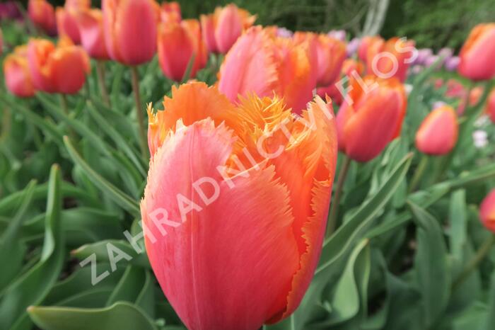 Tulipán 'Lambada' - Tulipa 'Lambada'