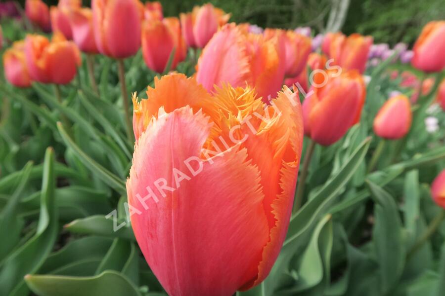 Tulipán 'Lambada' - Tulipa 'Lambada'