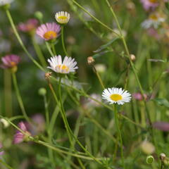 Turan Karvinského 'Summer Daisy' - Erigeron karvinskianum 'Summer Daisy'