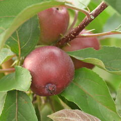 Jabloň podzimní 'Maypole' - Malus domestica 'Maypole'