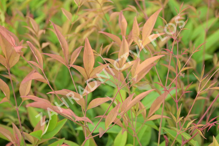 Nandina domácí - Nandina domestica