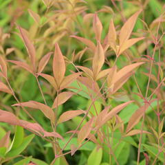 Nandina domácí - Nandina domestica