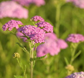 Řebříček obecný 'Appleblosom' - Achillea millefolium 'Appleblosom'