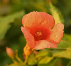 Trubač velkokvětý 'Orange Summer' - Campsis radicans 'Orange Summer'