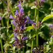 Agastache 'Apadana Blue' - Agastache hybrida 'Apadana Blue'