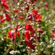 Dračík 'Rubicunda' - Penstemon 'Rubicunda'