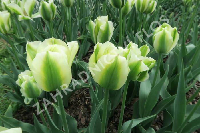 Tulipán zelenokvětý 'Spring Green' - Tulipa Viridiflora 'Spring Green'