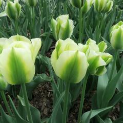 Tulipán zelenokvětý 'Spring Green' - Tulipa Viridiflora 'Spring Green'