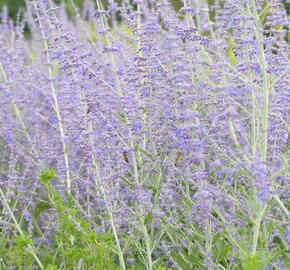 Perovskie lebedolistá 'Blue Spire' - Perovskia atriplicifolia 'Blue Spire'