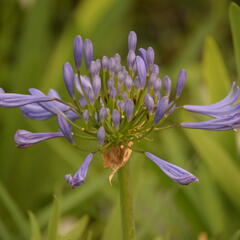 Kalokvět africký 'Starbus Blue' - Agapanthus africanus 'Starbus Blue'