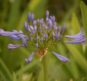 Kalokvět africký 'Starbus Blue' - Agapanthus africanus 'Starbus Blue'