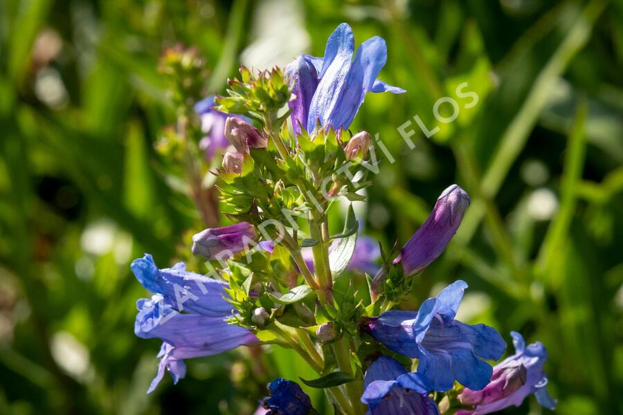 Dračík 'Catherine de la Mare' - Penstemon heterophyllus 'Catherine de la Mare'