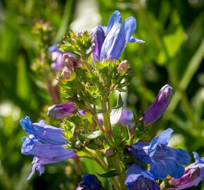 Dračík 'Catherine de la Mare' - Penstemon heterophyllus 'Catherine de la Mare'