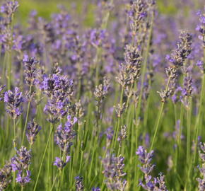 Levandule úzkolistá 'Dwarf Blue' - Lavandula angustifolia 'Dwarf Blue'