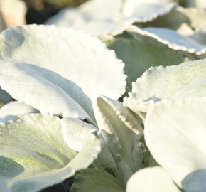 Starček 'Angel Wings'® - Senecio candidans 'Angel Wings'®