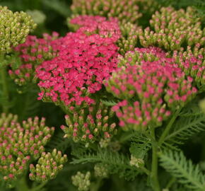 Řebříček obecný 'Seduction Saucy' - Achillea millefolium 'Seduction Saucy'