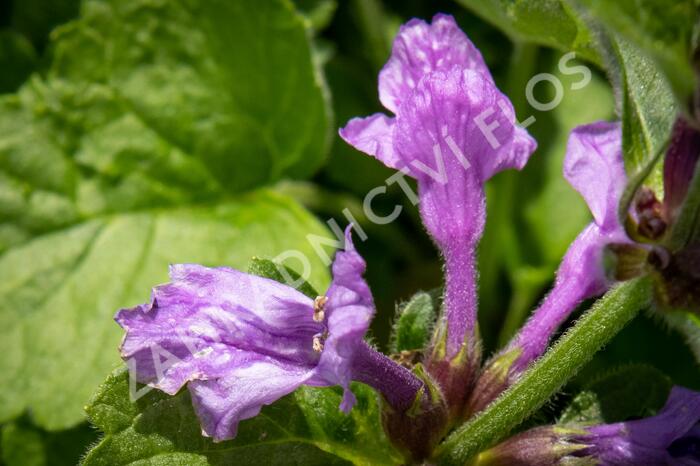 Čistec velkokvětý 'Superba' - Stachys grandiflora 'Superba'