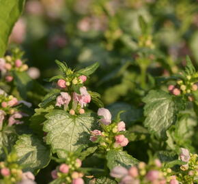 Hluchavka skvrnitá 'Pink Pewter' - Lamium maculatum 'Pink Pewter'