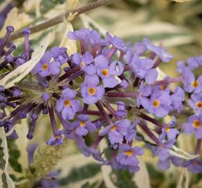 Motýlí keř, Komule Davidova 'Butterfly Gold' - Buddleja davidii 'Butterfly Gold'