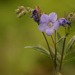 Jirnice jezoská 'Bressingham Purple' - Polemonium yezoense 'Bressingham Purple'