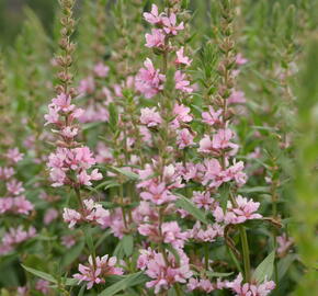 Kyprej vrbice 'Blush' - Lythrum salicaria 'Blush'