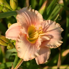 Denivka 'Elegant Candy' - Hemerocallis 'Elegant Candy'