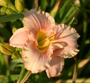 Denivka 'Elegant Candy' - Hemerocallis 'Elegant Candy'