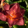 Denivka 'Night Embers' - Hemerocallis 'Night Embers'