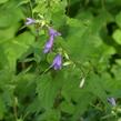 Zvonek kopřivolistý - Campanula trachelium