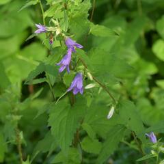 Zvonek kopřivolistý - Campanula trachelium